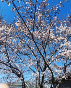 53C38D09-879A-40AB-BF1E-DC19E15DA3BF